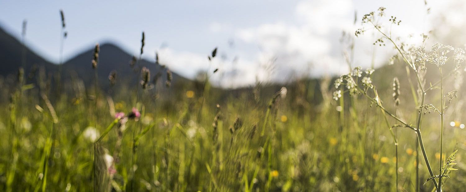 Gräser im Sommer mit Bergkulisse und Wolken
